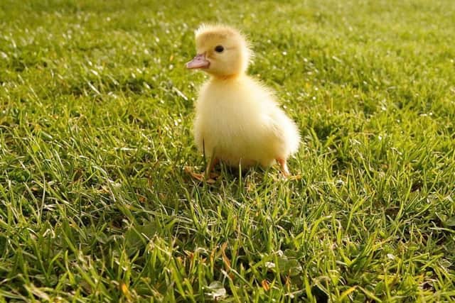 Shaun McKenna captured this shot of one of the newborn ducklings on his farm.