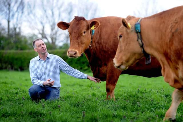 Farmer Mike Powley, of Elm House Farm, with his herd of South Down cattle.  Pic: James Hardisty