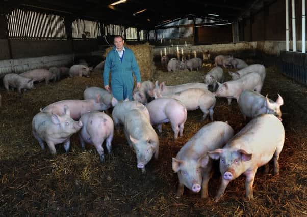 Richard Lister with some of the pigs at Ellenthorpe Lodge Farm near Boroughbridge.