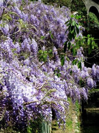 Wisteria has never really gone out of fashion and is equally at home at a country house or a new-build.