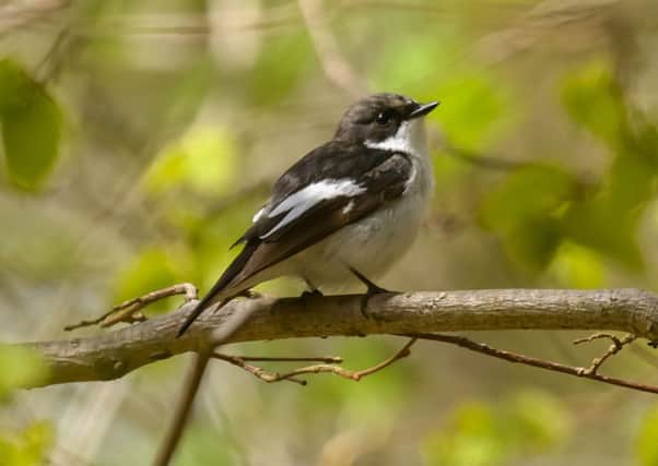 A pied flycatcher.  Pic: northeastwildlife.co.uk