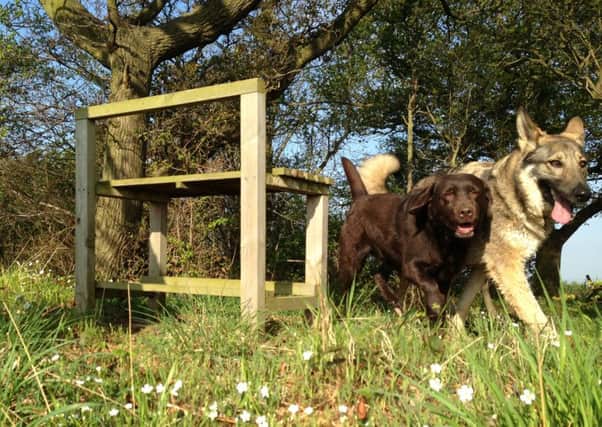 Wolfie the German Shepherd and Bobbie, the chocolate-coloured Labrador, enjoy the spring sunshine.