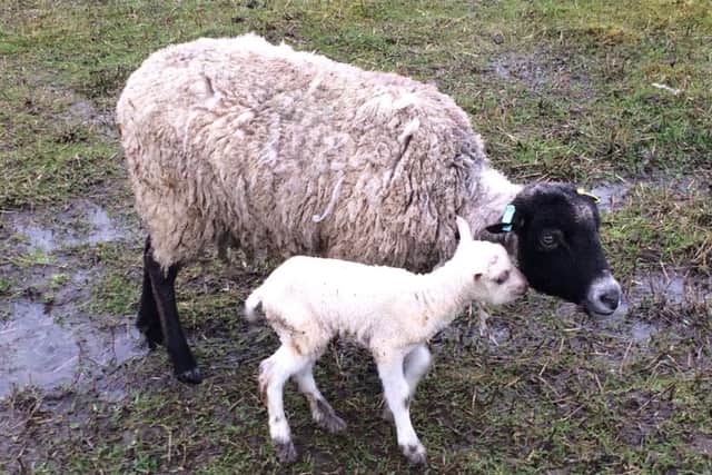Kehna and her newborn lamb in the pouring rain on the farm.