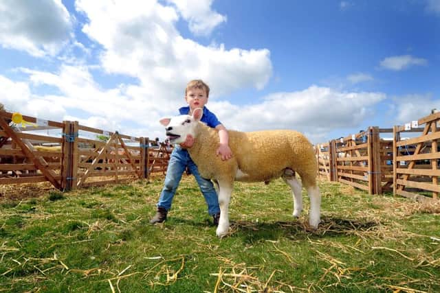 John North, three, of Giggleswick, near Settle, who won first prize with his Texel Ram Lamb