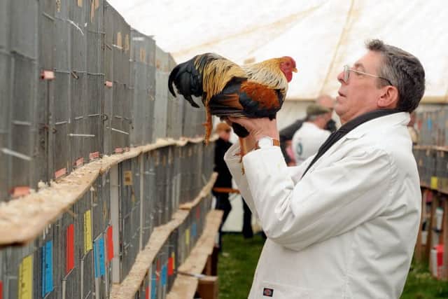 Poultry Judge Jeff Maddock looking at a Partridge Wyandotte