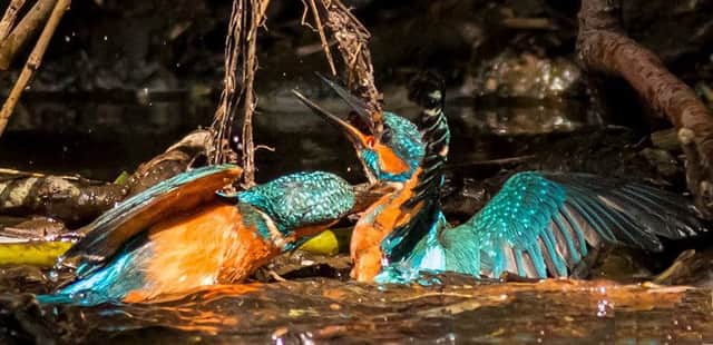 Brent Hardy captured this shot of battling, territorial male kingfishers