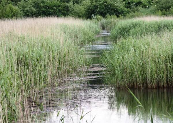 Reed beds above which birdwatchers will look for signs of bitterns.  Pic: Alan Wright