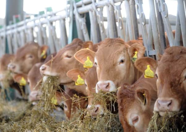 More than half of farm vets working with production livestock have been injured in the last 12 months, the British Veterinary Association reports.