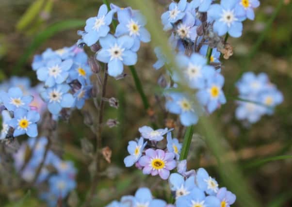 The forget-me-not has made its mark in the English garden.