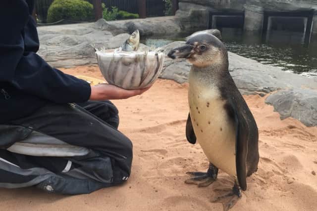 Pebbles the Humboldt penguin at Scarborough's Sealife Centre. Picture: Ross Parry Agency