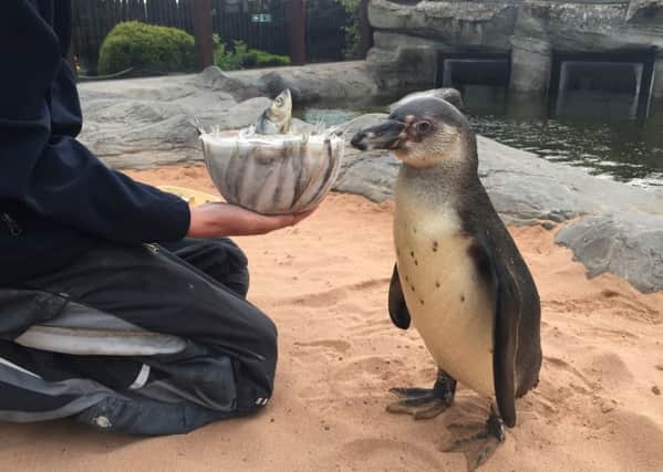 Pebbles the Humboldt penguin at Scarborough's Sealife Centre. Picture: Ross Parry Agency