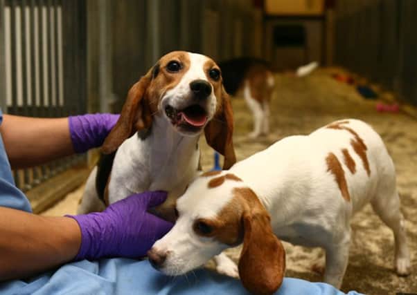 100,000 people have signed petitions against expanding a beagle breeding farm in East Yorkshire.