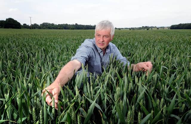 Martin Hodgson in a field of winter wheat at Home Farm, Methley.  Pic: James Hardisty