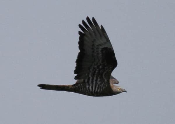 A honey buzzard was seen over Wykeham Raptor Viewpoint in North Yorkshire.  Pic: Dave Mansell