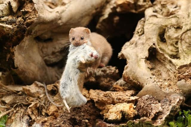 The female weasel grabs a meal.