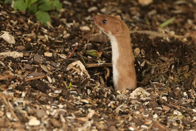 The female weasel stashes surplus food down an old mouse hole.