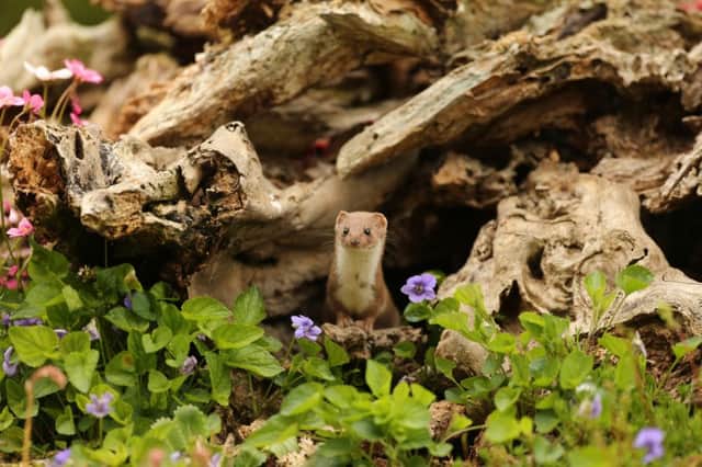 The male weasel emerges from roots arranged artfully in front of Robert Fuller's feeding box.  Pics: Robert Fuller.
