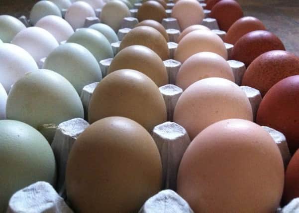 Emma Bremner cross-breeds egg layers to produce the best shell colour through the Rainbow Egg Company.