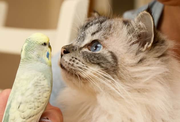 Sara Parker's cat Gemima and her budgie Frankie at her home in Thornton Le Dale, North Yorkshire. Picture: Ross Parry Agency