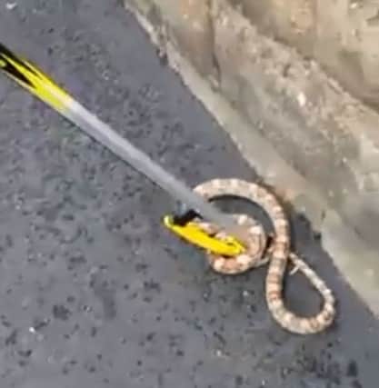 A snake caused panic among residents when it was discovered slithering around a street in the Page Hall area of Sheffield. Picture: Ross Parry Agency