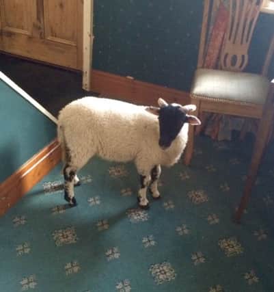 Johnny the lamb somehow found his way into Jo Foster's dining room.