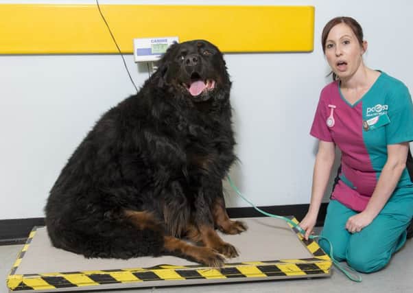 Hooch, a rottweiler from Hull, has been selected as a candidate for the PDSA Pet Fit Club as he currently weighs more than 80kg. He is shown at PDSA Pet Hospital, Brunswick Avenue, Hull, with head nurse Helen Darnell. Picture credit should read: Darren Casey/ DCimaging.co.uk/PDSA. See PA Community Newswire story ANIMALS FitClub for full details. NOTE TO EDITORS: This handout photo may only be used in for editorial reporting purposes for the contemporaneous illustration of events, things or the people in the image or facts mentioned in the caption. Reuse of the picture may require further permission from the copyright holder.