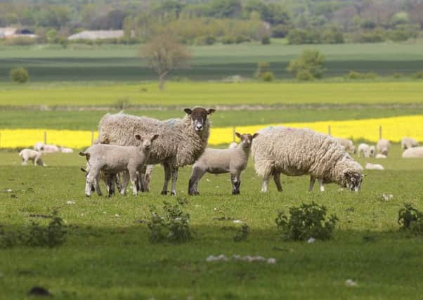 Sheep and lambs graze on a farm.