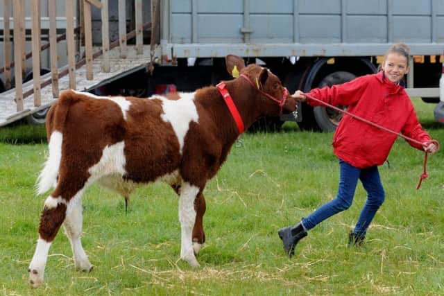 Young handler Beth Barker, aged 11, from Kirkby Moorside, pictured with her Beef Shorthorn calf. SH10014122l