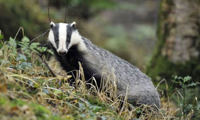 A boom in the badger population has led to more being killed on the roads.
