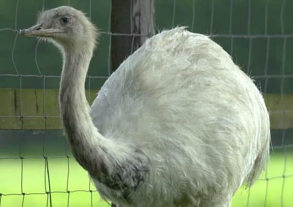 File photo of a rhea, similar to the one which has been reported missing from a private collection kept at Carlton-in-Lindrick, near Worksop. (Pictured: Gareth Fuller/PA Wire)
