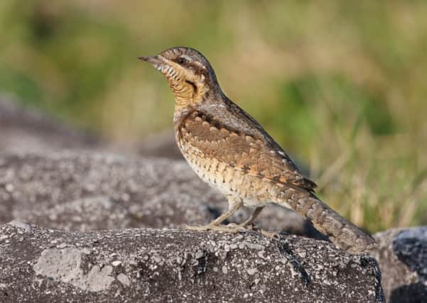 The little-seen wryneck was one of the highlights of last years festival.  Pic: Rich Andrews