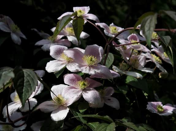 Clematis montana needs tough treatment to stop it from taking over.