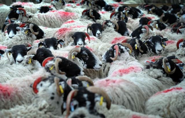 A record number of sheep have been put forward as entries for the Great Yorkshire Show which takes place in Harrogate on July 14-16.  Pic: Simon Hulme