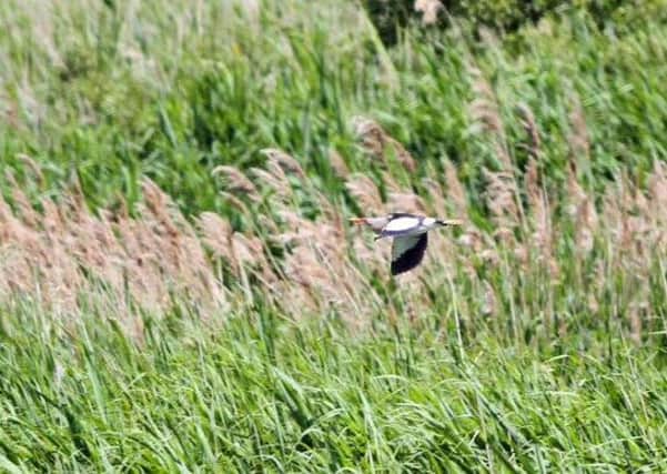 A little bittern at Old Moor reserve near Barnsley.  Pic: Keith Pickering