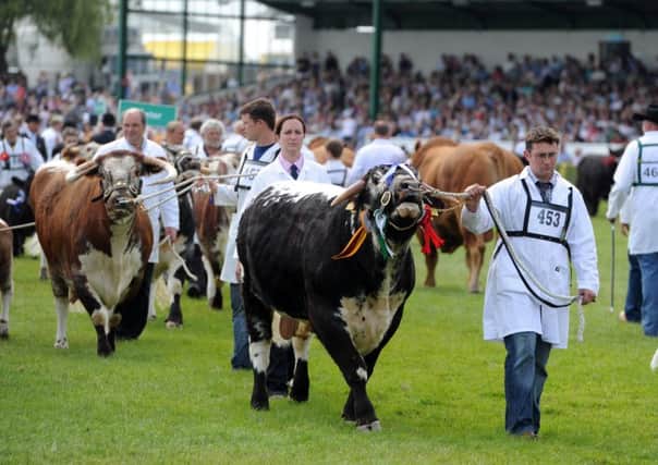 The Cattle Parade in the main ring at the Great Yorkshire Show