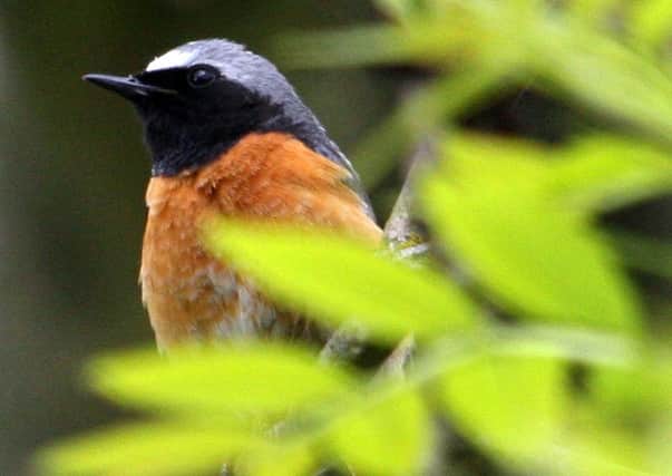 Spotting a redstart was a highlight of a recent dog walking expedition.
