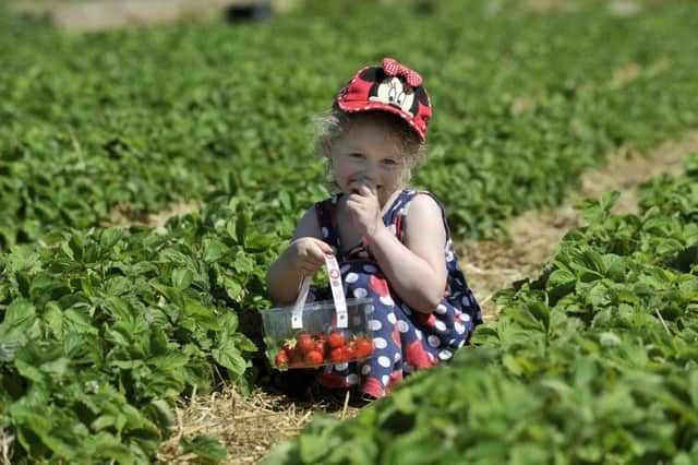Willow, aged four, strawberry picking at Eastfield Farm, Hollym, Withernsea.  Pic: Bruce Rollinson