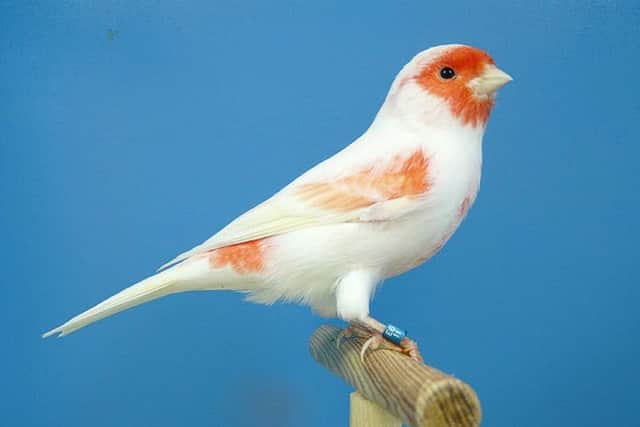 Specialist Bird Lipochrome Red Mosaic