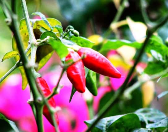 Chilli peppers can be grown  outside - as long as the sun shines.