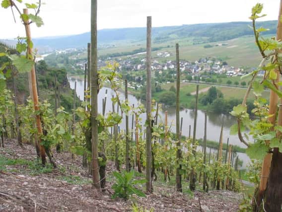 The steep slopes of the Mosel, perfect for growing Riesling