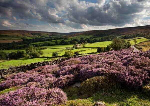 The North York Moors has the countrys largest continuous expanse of heather moorland.  Picture:  Mike Kipling/North York Moors National Park Authority