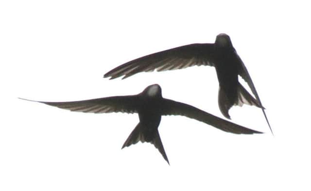 It has proved a tough year so far for swifts with a wet May delaying breeding.                                                  Picture: Michael Flowers
