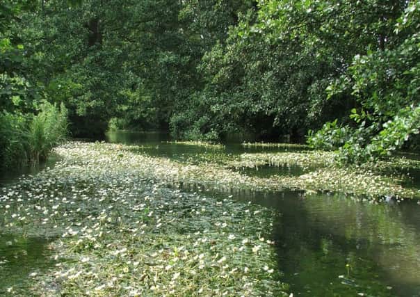 The chalk streams in the Driffield area are all connected providing a unique habitat.                                           Picture: Jon Traill