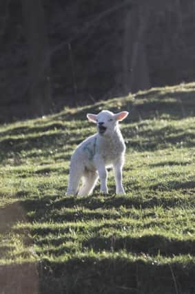Retail demand for new season lamb has been slow to materialise.