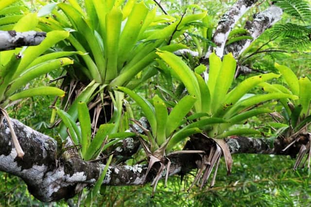 Bromeliads line up to make the most of life in the trees.