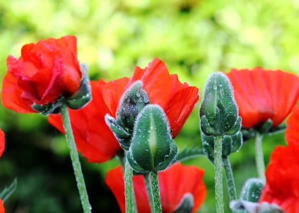 Ornamental poppies - wonderfully over-the-top stars of the early herbaceous border.