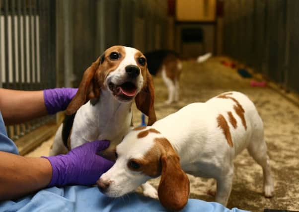Beagles will once again be bred in East Yorkshire for use in experiments.