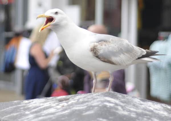 Seagulls are a menace on the seafront, but how best to tackle the problem?  Picture: Richard Ponter