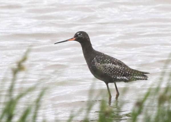 The spotted redshank looks smart with its black plumage and small white spots on the wings.      Picture: Michael Flowers