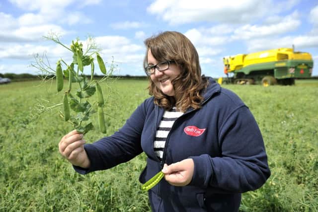 Fieldsman Eleanor Kay checking out the pea crop at Driffield. Picture: Adrian Brooks/Imagewise